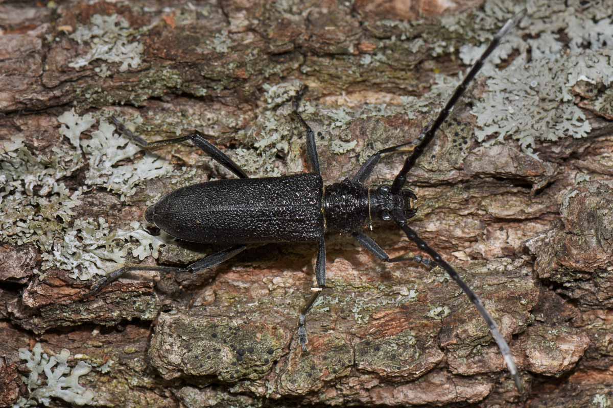 Cerambycidae: Cerambyx scopolii? S, femmina.
